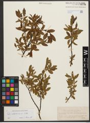 Foto von Salix waldsteiniana Willd.
